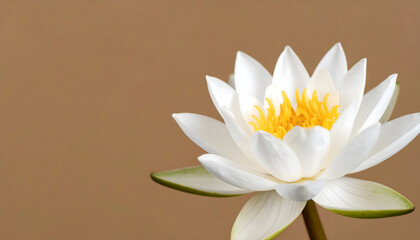 Close Up Of A White Lotus Flower With Yellow Stamen Against A Brown Background