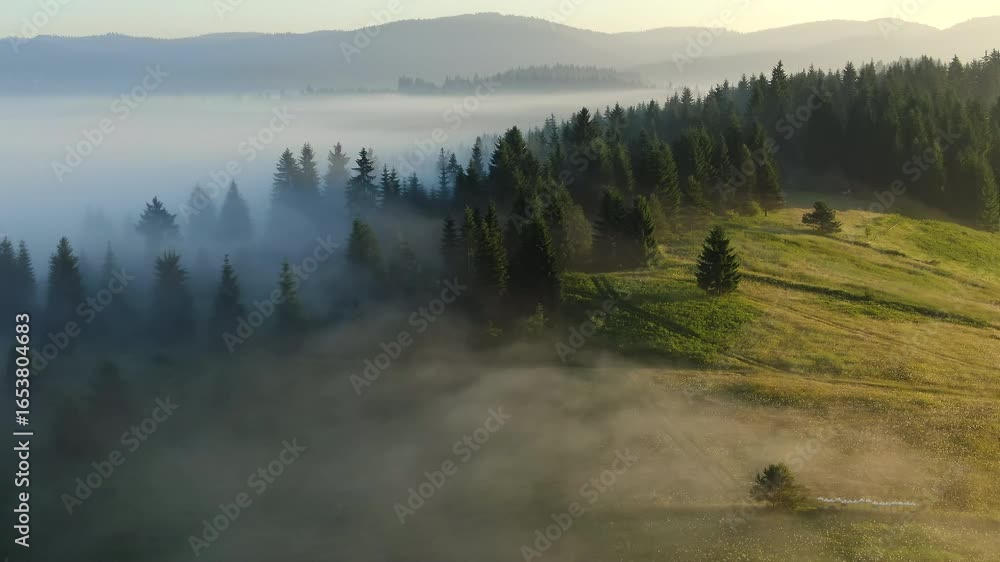 Poster landscape with trees and mist a forest is partially hidden in fog with grassy fields on the sides mo