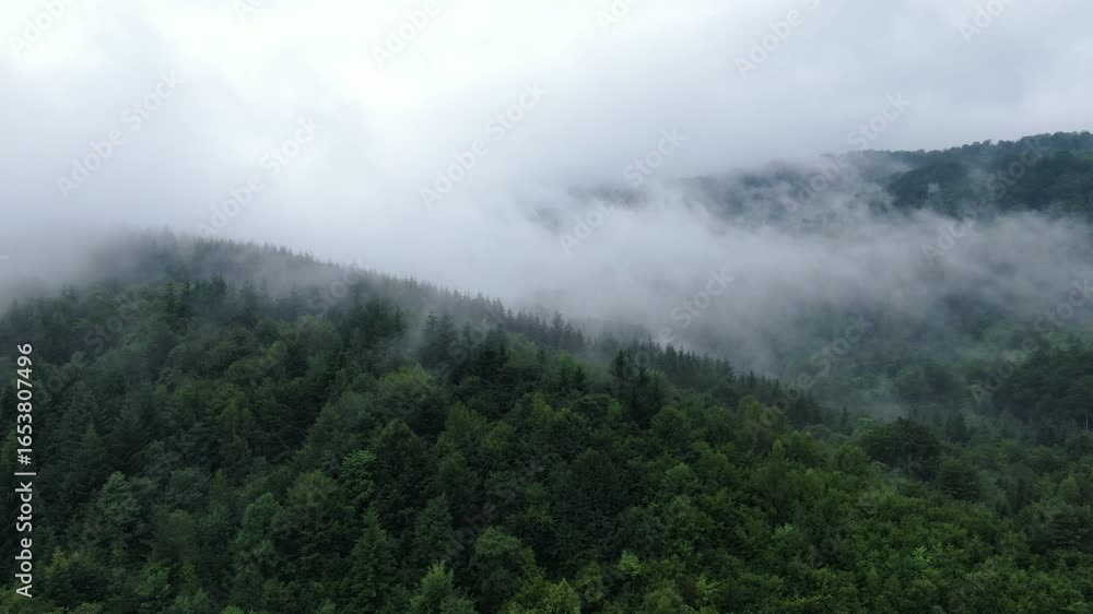 Aufkleber view of a green forest on a hillside covered in white fog the scene has a very cloudy look it makes 