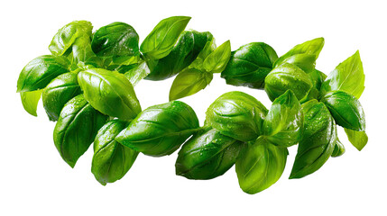 Obraz premium Fresh Basil: A cluster of vibrant green basil leaves arranged in a visually appealing manner, emphasizing their freshness and culinary versatility.