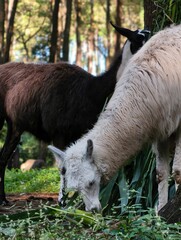 Two Llamas Grazing in a Lush Forest Setting.