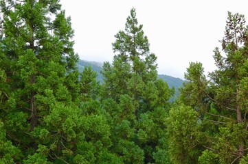 緑の木々の風景