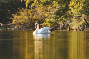 Schwan im ersten Morgenlicht 
