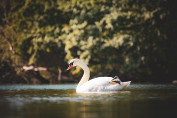 Schwan im ersten Morgenlicht 