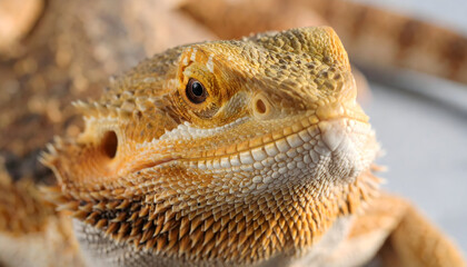 Fototapeta premium Close Up Portrait Of An Orange And Yellow Bearded Dragon Reptile Shows Detail Of The Scales And Eye Against Neutral Background