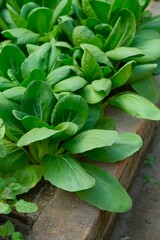 Pakcoy, Bok choy, Pak Choi, Sawi sendok or Brasica Rapa in organic garden. Healthy food, fresh...