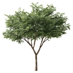 Obraz premium A vibrant tree stands tall against a plain backdrop, its lush green canopy a symbol of life. Every detail is captured, highlighting its natural beauty.