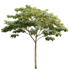 A single, vibrant tree, its lush, green canopy bathed in sunlight. Showcasing natural beauty.