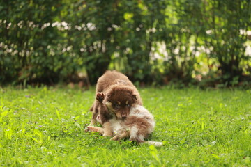 Obraz premium Brown and white dog is playing with a smaller dog in a grassy area