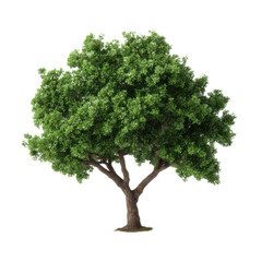 A magnificent oak tree, its lush green canopy reaching towards the sky, showcasing the beauty of nature in a clean, crisp image.