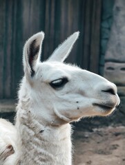 Obraz premium Close-up Portrait of a White Llama in Natural Light.