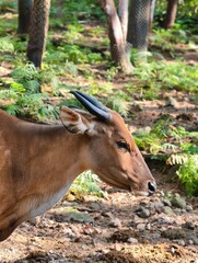 Majestic Forest Dweller with Curved Horns.