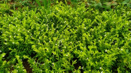 Obraz premium green grass background