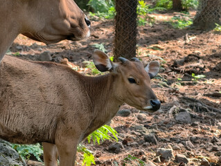 Young Deer and Adult Deer in Forest Habitat.