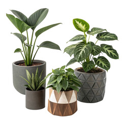 Obraz premium Four potted plants isolated on transparent background