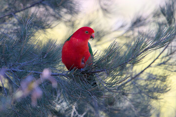Young male Australian King Parrot sitting in a pine tree  in country New South Wales
