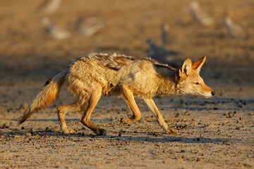 A black-backed jackal (Canis mesomelas) stalking, Kalahari desert, South Africa