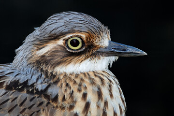 Close-up portrait of a bush stone-curlew (Burhinus grallarius) isolated on black, South Australia