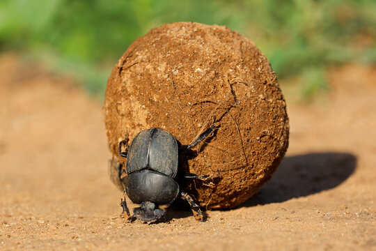 A dung beetle (Kheper lamarcki) rolling its sand covered dung ball, Madikwe game reserve, South Africa
