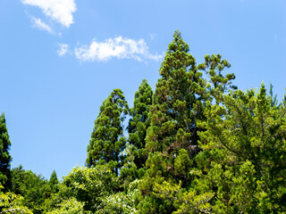 新緑の樹木と青空の風景
