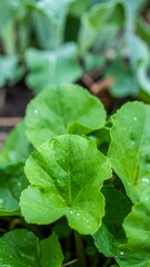 Close-up of vibrant green leaves (2)