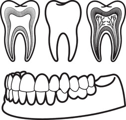 Dental anatomy illustration showing tooth cross section and teeth vector