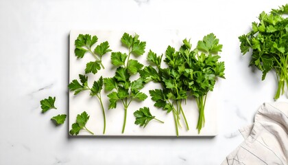 Fresh Parsley Sprigs and Bunches on White Marble Surface, Overhead View