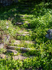植物が生えた野外の階段
