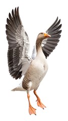 Obraz premium Grey goose in flight