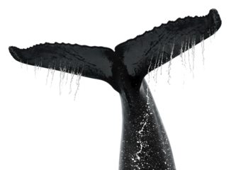 Humpback Whale Flukes: Underwater Elegance isolated on transparent background