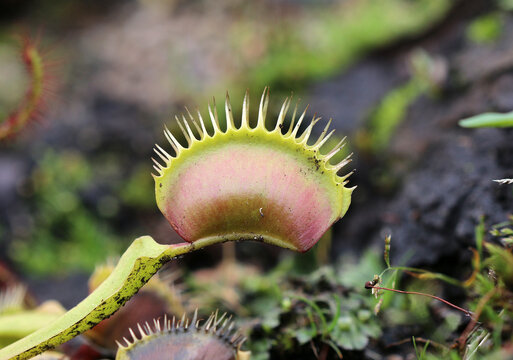 Venusfliegenfalle - Venus flytrap