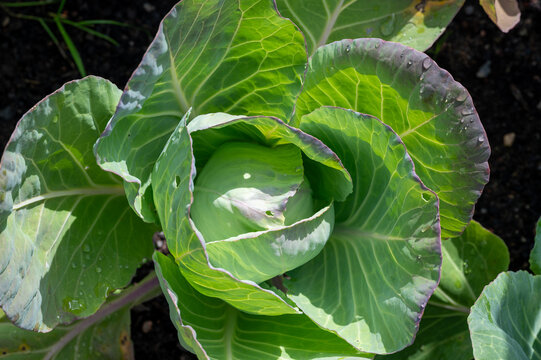 Closeup of cabbage growing in garden Kumla Sweden