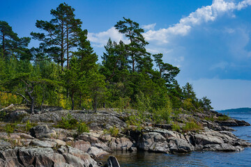 Rocky shoreline with pine trees under a blue sky