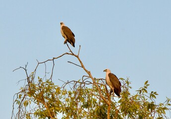 A couple of White Breasted Sea Eagles perching high above in a tree looking over Yellow Waters Billabong in Kakadu NP at dawn after sunrise on a beautiful winter morning