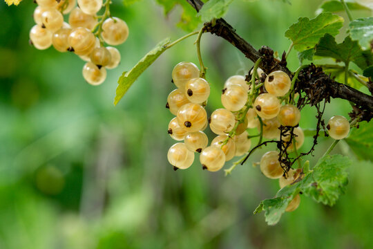 White currant berries on a twig among the leaves. Close up