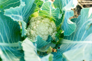 An inflorescence of cauliflower among green leaves