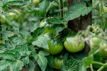 Green tomatoes in the summer garden. Close-up.