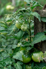 Green tomatoes in the summer garden. Close-up.