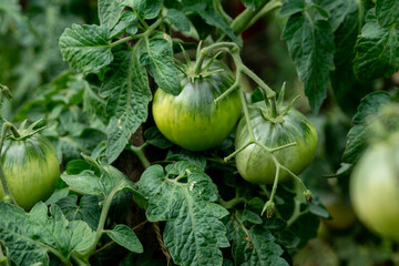 Green tomatoes in the summer garden. Close-up.