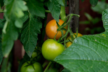 Green and orange-yellow tomatoes on a twig among the leaves