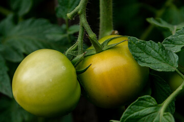 Green and orange-yellow tomatoes on a twig among the leaves