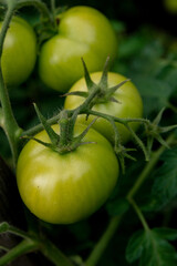 Green tomatoes on a twig among the leaves
