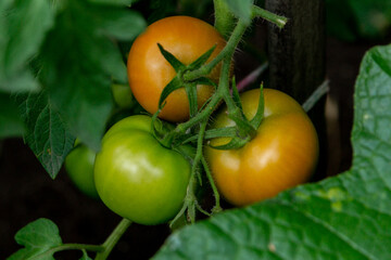 Green and orange-yellow tomatoes on a twig among the leaves