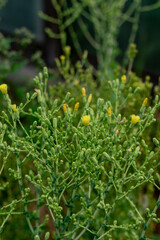 Yellow lettuce flowers in inflorescences. Close up