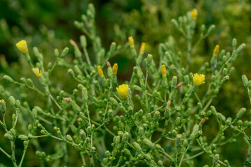 Yellow lettuce flowers in inflorescences. Close up