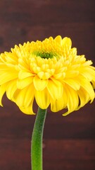 Close-up of vibrant yellow gerbera