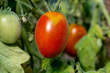 Ripe red tomato on a twig among the leaves