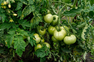 Green unripe tomatoes among the leaves in the summer garden. Close up