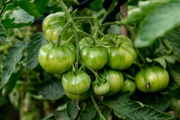 Green unripe tomatoes among the leaves in the summer garden. Close up