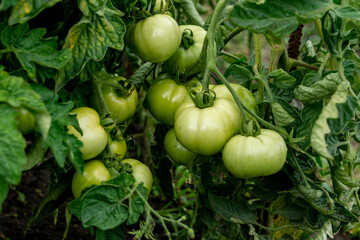 Green unripe tomatoes among the leaves in the summer garden. Close up